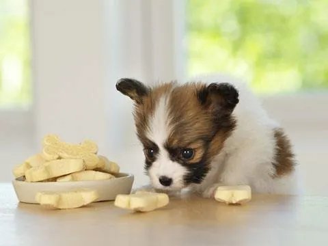 幼犬狗粮要泡吗?幼犬狗粮怎么泡?