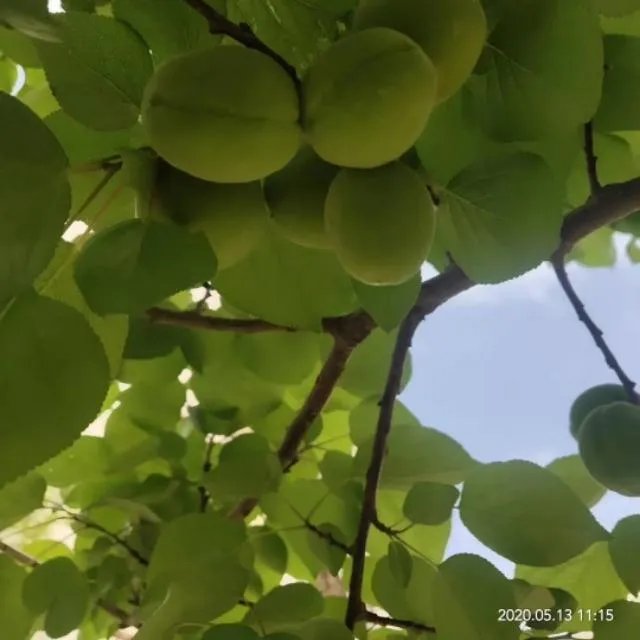 美国疫情死亡人数八万五已经超过中国确诊人数了,你怎么看?