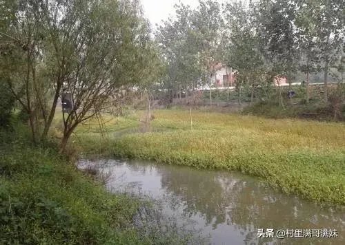 池塘里没有放鱼,但是过一段时间有小鱼了,是怎么产生的呢?
