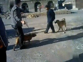 土狗能打的过比特犬吗?