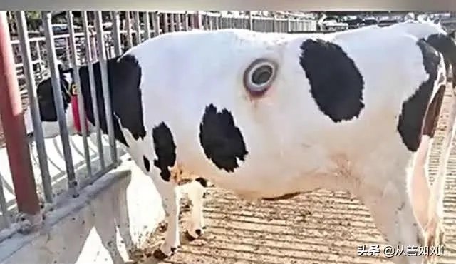 为什么要在奶牛身上挖个洞,还常常伸手去掏?难道它们不会痛吗?