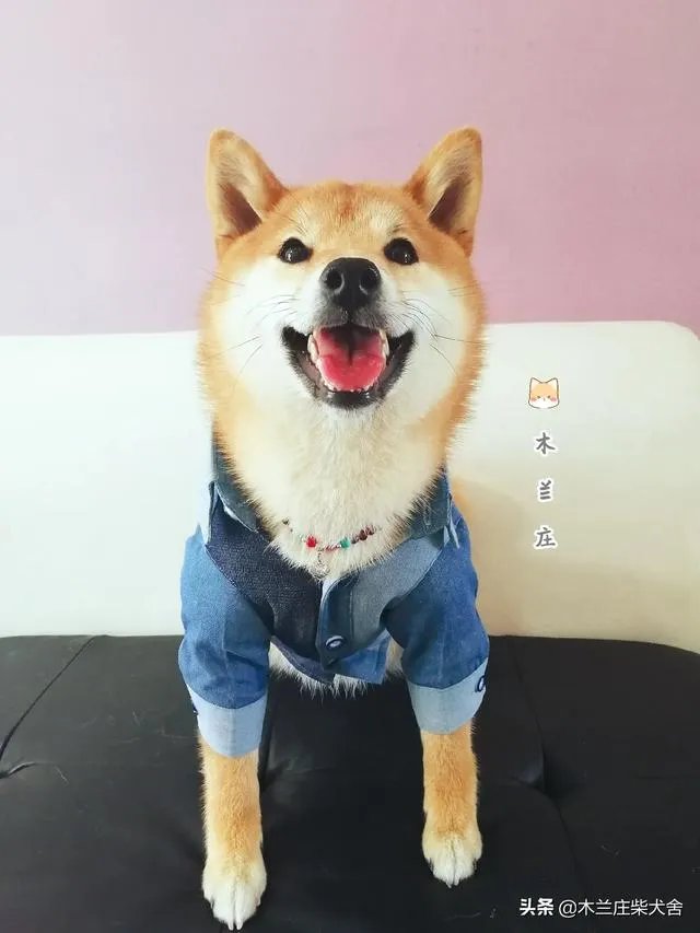 宠物美容用具的市场怎么样？