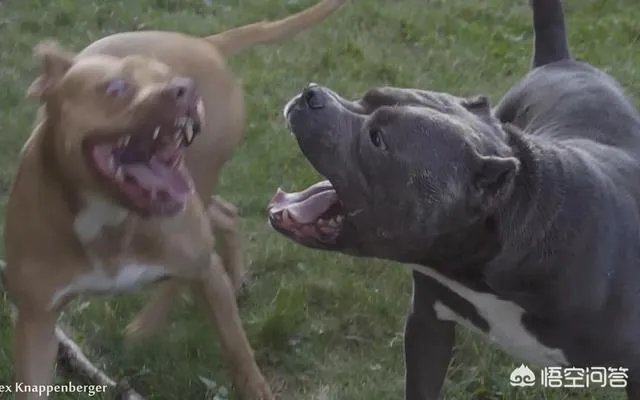 土狗能打的过比特犬吗?