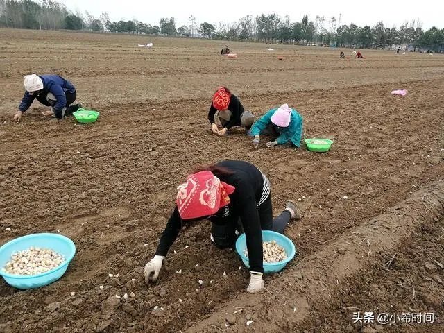 大蒜降价了