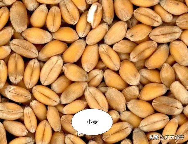 大麦和元麦有什么区别?