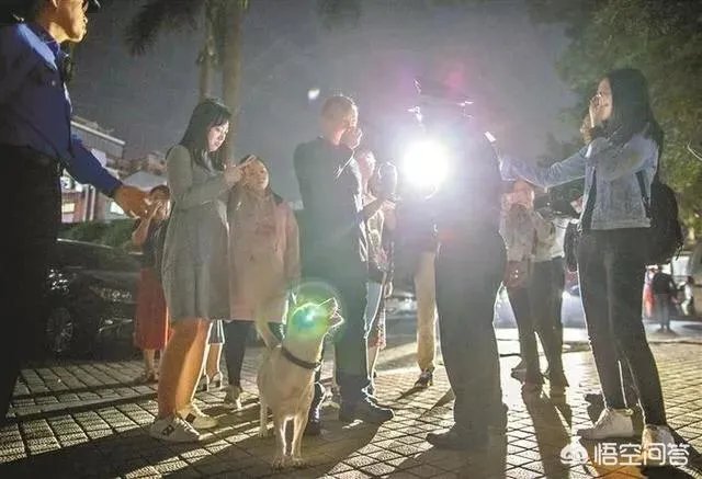 宠物狗不牵绳追撵9岁男童,深圳犬主被罚款500元, 你怎么看?