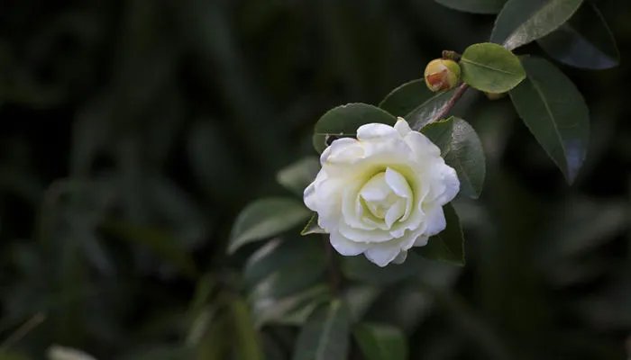 山茶花的寓意和象征 山茶花象征着什么意义
