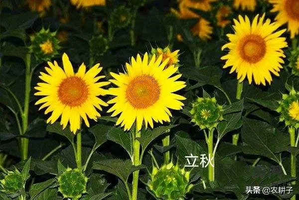 农村立秋当天忌讳