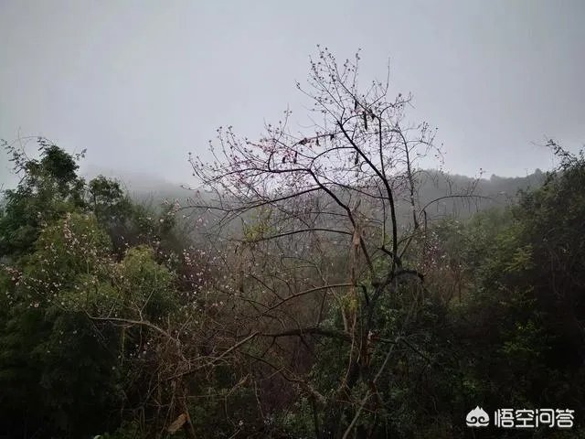 在果园养殖蜜蜂有什么好处?