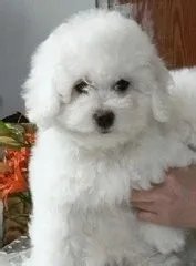 怎样养宠物狗?