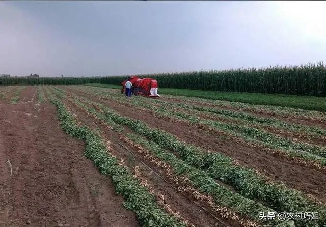 花生秧粉怎么喂鸭好?