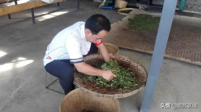 请你介绍几种临沧的古树茶?
