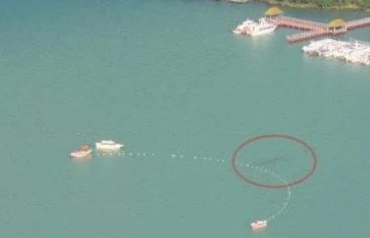 广东水怪:湛江湖光岩惊现数十条巨型生物