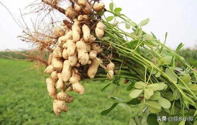 最大的花生品种