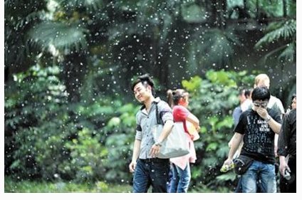 北京现在大街小巷飘飞的是柳絮毛毛还是杨树毛毛?
