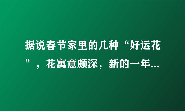 据说春节家里的几种“好运花”，花寓意颇深，新的一年大吉大利
