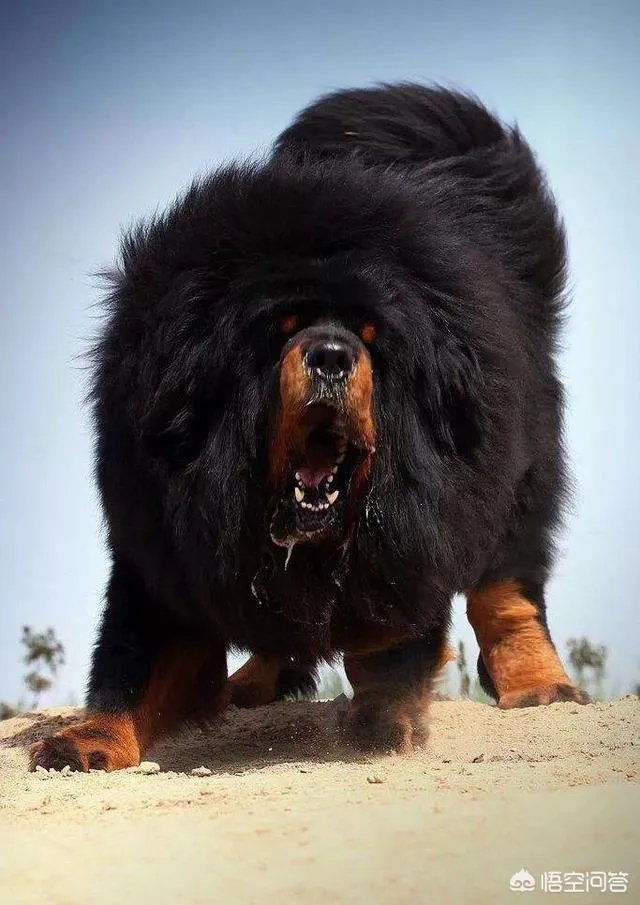 农村的大黄狗打的过藏獒吗?