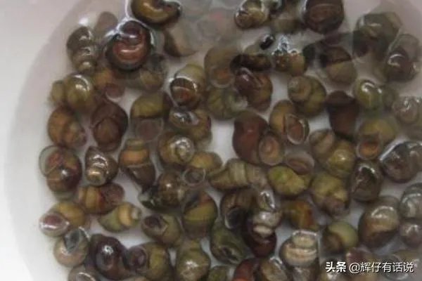 吃田螺变绿,田螺怎么洗干净?