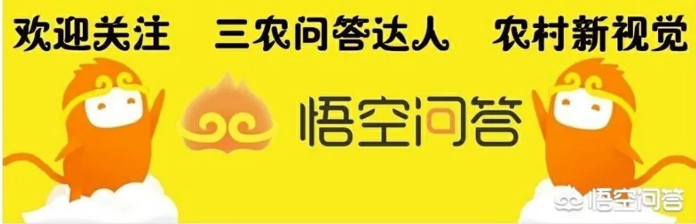 农村租地一亩地租金600,农民觉得划算吗?愿意租吗?