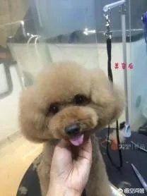 选择宠物美容师培训学校哪家比较好呢?