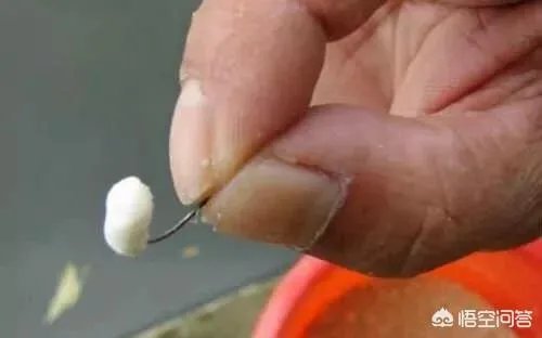 用剩下的大米饭如何能做出来鱼诱饵？