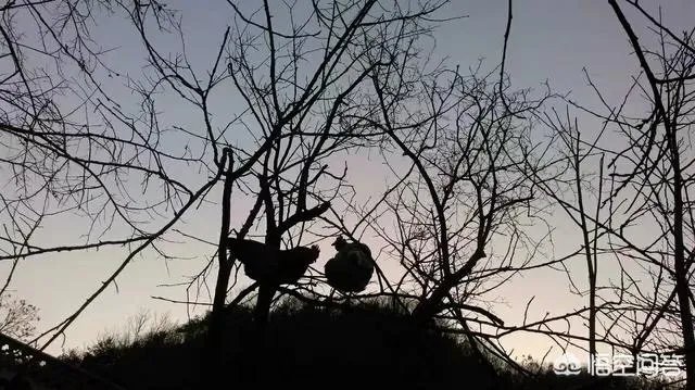 养鸡500只需要多少成本?