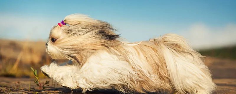 西施犬在冬季怕冷吗 西施犬来自哪个国家