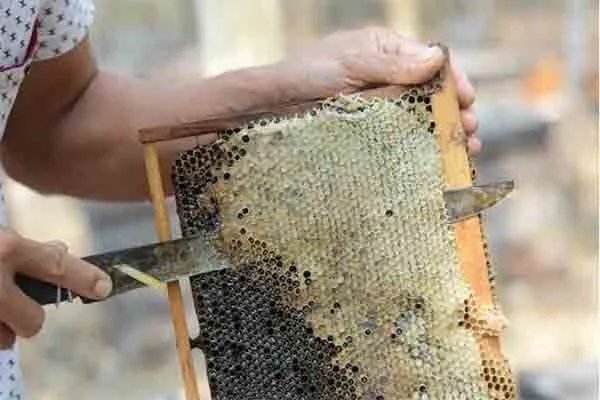 哪个牌子蜂蜜是正宗的?求推荐