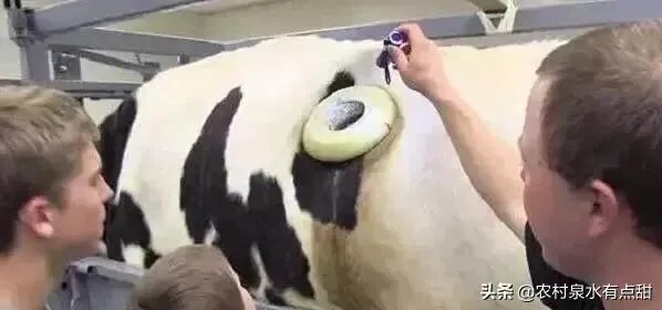 为什么要在奶牛身上挖个洞,还常常伸手去掏?难道它们不会痛吗?