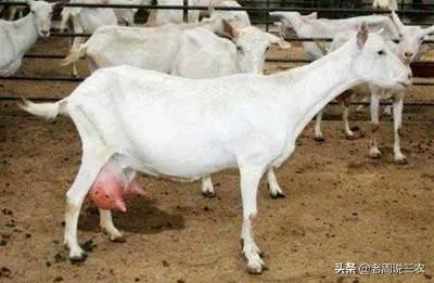 奶山羊都很瘦吗？养殖要注意什么？