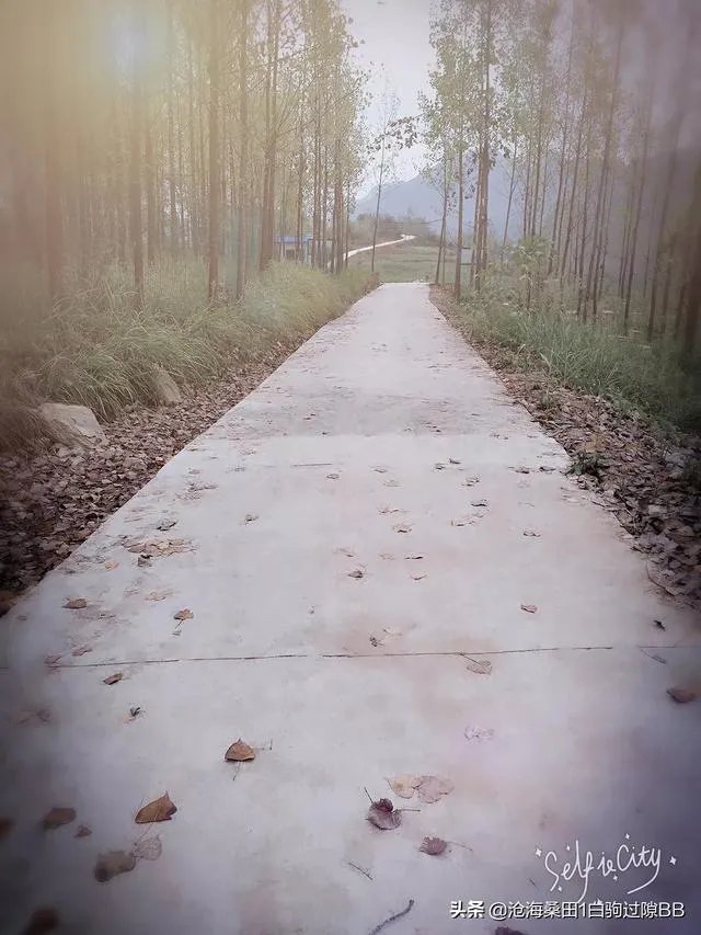 一个初入养殖行业新手,怎样更好的进行柴鸡养殖?需要注意什么?