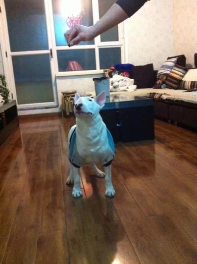 牛头梗为什么很少有人养