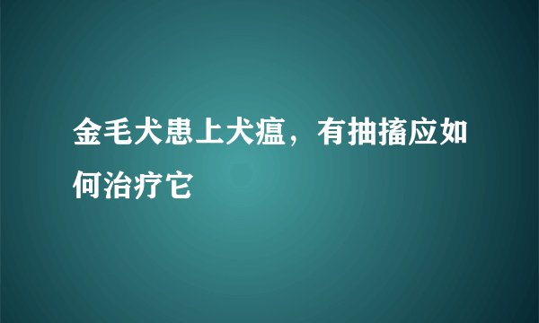 金毛犬患上犬瘟,有抽搐应如何治疗它