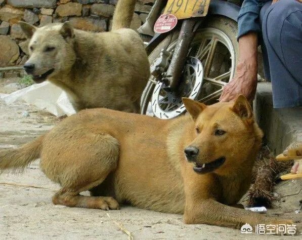 农村的大黄狗打的过藏獒吗?