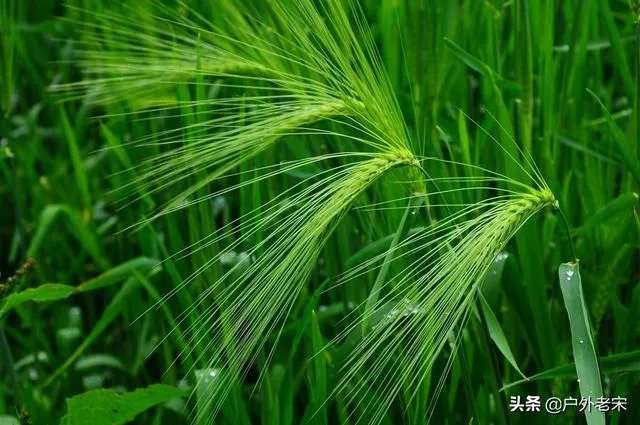 大麦和元麦有什么区别?