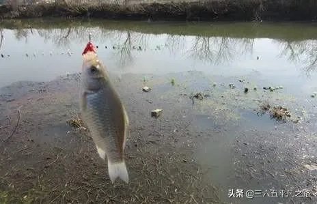 池塘里没有放鱼,但是过一段时间有小鱼了,是怎么产生的呢?
