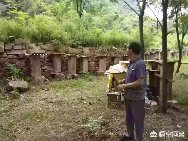 一个初入养殖行业新手,怎样更好的进行柴鸡养殖?需要注意什么?