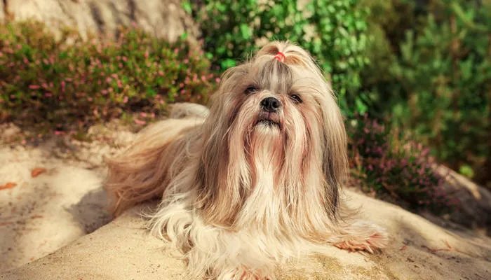 西施犬在冬季怕冷吗 西施犬来自哪个国家