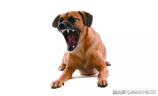 土狗能打的过比特犬吗?