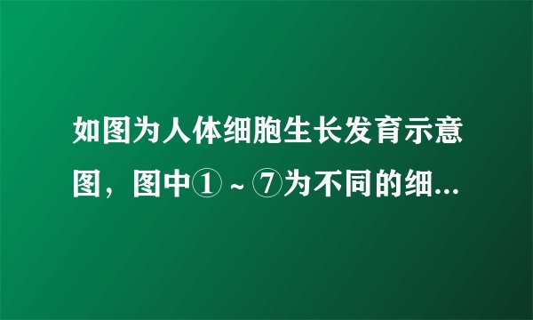 如图为人体细胞生长发育示意图，图中①～⑦为不同的细胞，abc表示生理过程。下列描述错误的是（　　）A.细胞②③④中的遗传物质都与①相同