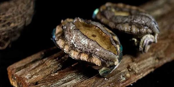 蒸鲍鱼需要多长时间 蒸鲍鱼蒸多久比较好
