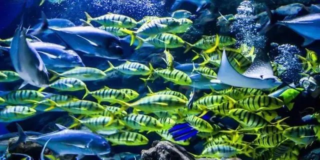 海口热带海洋世界怎么样?