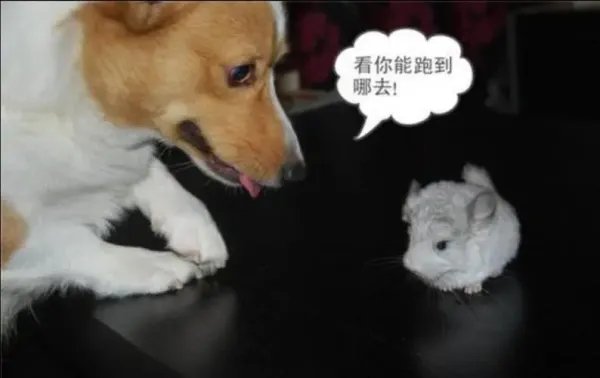 狗狗搜全屋帮主人抓住了耗子,狗狗为什么能抓住耗子呢?
