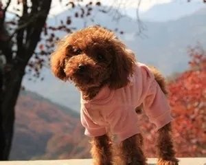 怎样养宠物狗？
