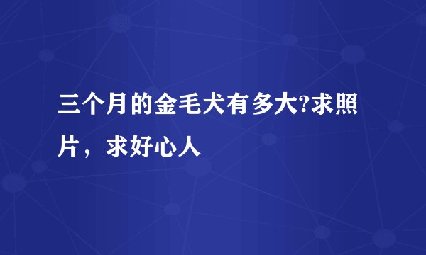 三个月的金毛犬有多大?求照片,求好心人