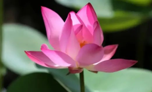 穿越近千年！900多岁古莲复活开花，这是一幕什么样的场景？