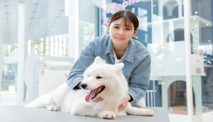 萨摩耶犬怎么训练 萨摩耶犬喂养方法