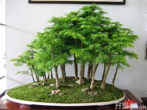 如何用植物风水开运  选择适合你属性的风水植物