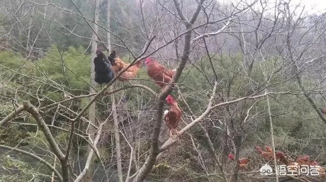 养鸡500只需要多少成本?