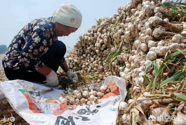 2019年会不会重现当年的“蒜你狠”?